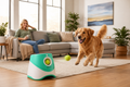 Keep Your Dog Active While You're Busy